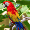 Scarlet Macaw3