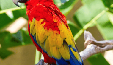 scarlet macaw for sale - floridareptileshome.com