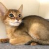 chausie cat for sale