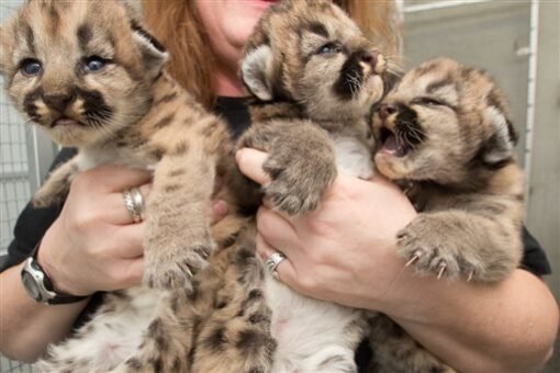 Cougar Cubs For Sale