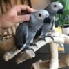 hand reared baby african grey parrots for sale 5f99c9eddb23a 510x491 1