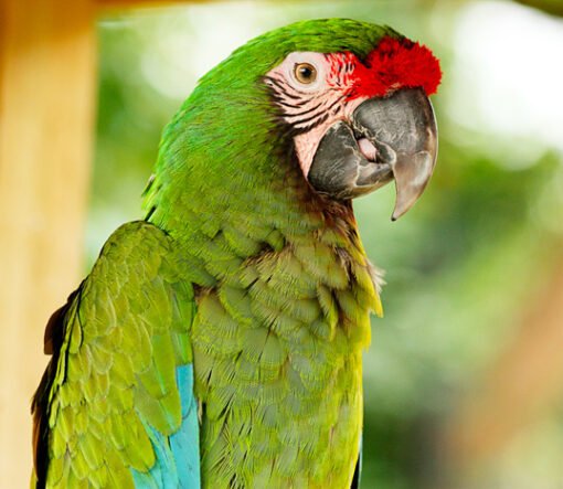military macaw3