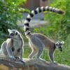 ring tailed lemurs 2017 07 18 510x340 1