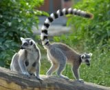 ring tailed lemurs 2017 07 18 510x340 1