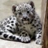 snow leopard cubjpg ad9211c0ce09c5ad 533x400 1