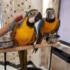 super tame blue and gold macaw babies 5fcd22d5004d7 600x800 1