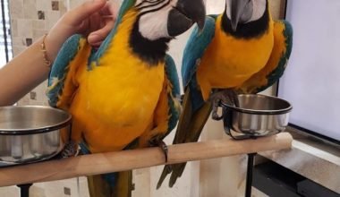 Blue and gold Macaw for sale