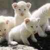 Buy White Lion Cubs