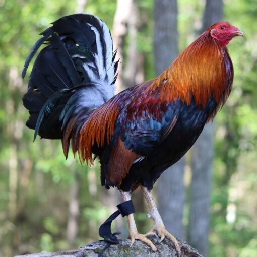 Albany Rooster