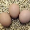 Barred Rock Hatching Eggs 2