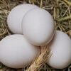 Grey rooster Eggs