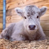 miniature cow for sale