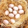 incubate eggs featured 767539498 600x347 1
